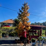 Ambrovník styraxový (Liquidambar Styraciflua) - výška: 400-450 cm, obvod kmeňa: 18/20 cm, kont. C240L